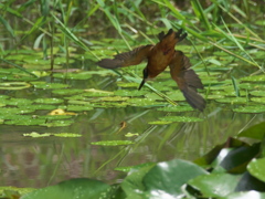 飛び込みシーケンス 15-1（父親）