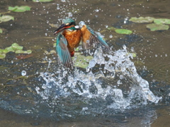 浮上 460-2（父親）