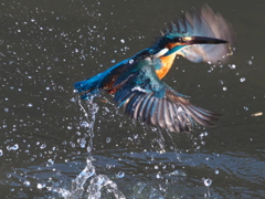 浮上 336-2（父親）