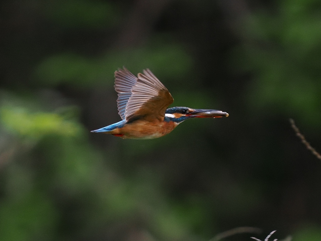 お持ち帰り 31-1