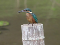 エビ獲れたよ 11（雛）