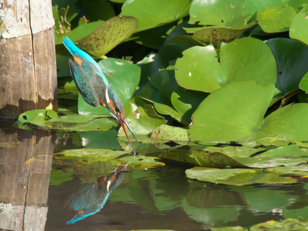 飛び込みシーケンス 20-1（嫁候補）