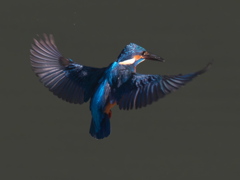 ホバ 14（父親）