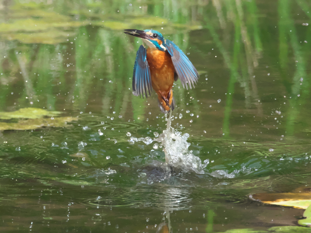 浮上 146-1（父親）