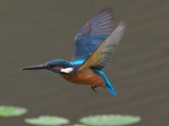 浮上 117（父親）