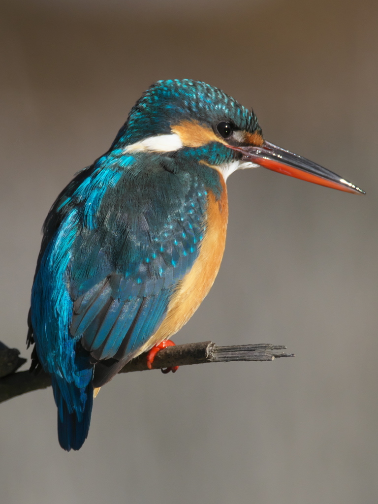 止り木 116（嫁候補）