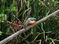 お魚採れたよ 6-1