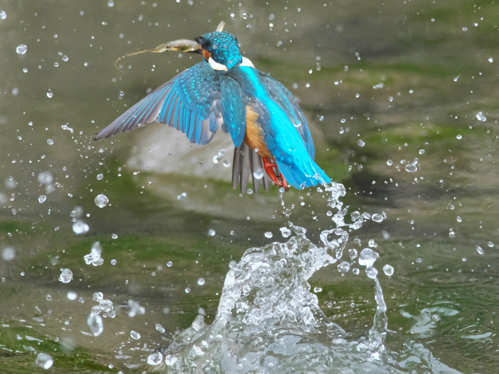 浮上 445（父親）