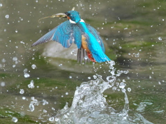 浮上 445（父親）