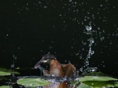 浮上 1271-1（リフレクション）