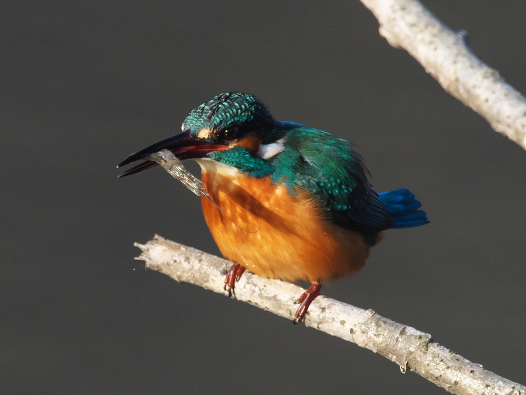 止り木 134（嫁候補）