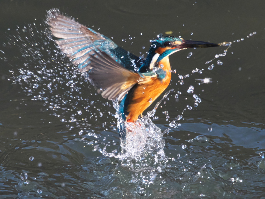 浮上 336-1（父親）