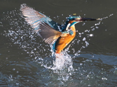 浮上 336-1（父親）