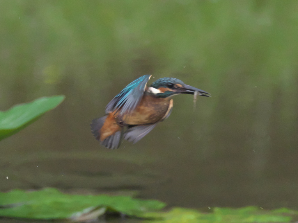 エビ獲れたよ 14（雛） 10