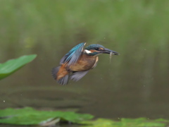 エビ獲れたよ 14（雛） 10