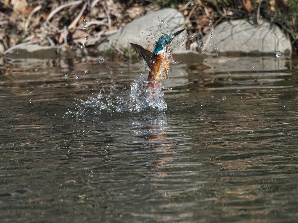 浮上 440-1（父親）