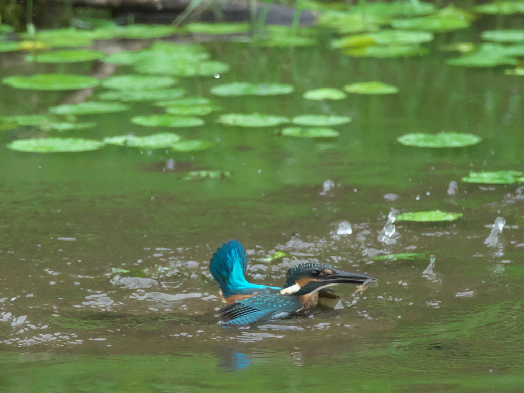浮上 44-3（雛 エビ獲れたけど只今修業中）