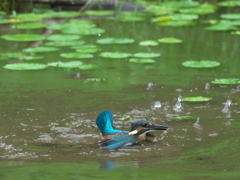 浮上 44-3（雛 エビ獲れたけど只今修業中）