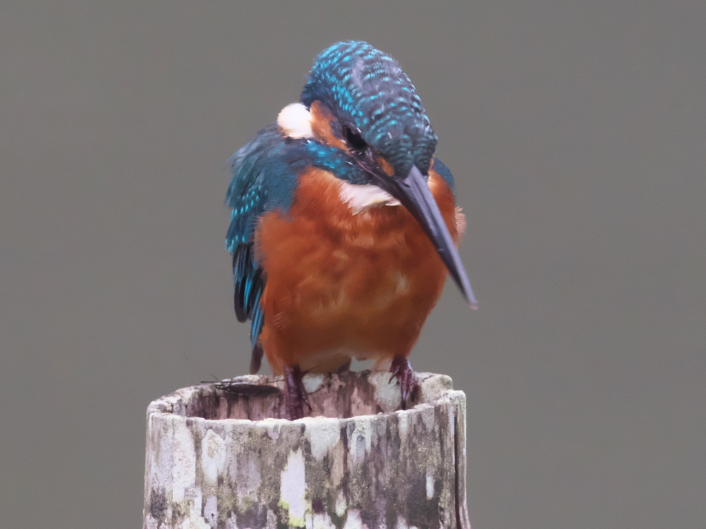 止り木 35（父親）