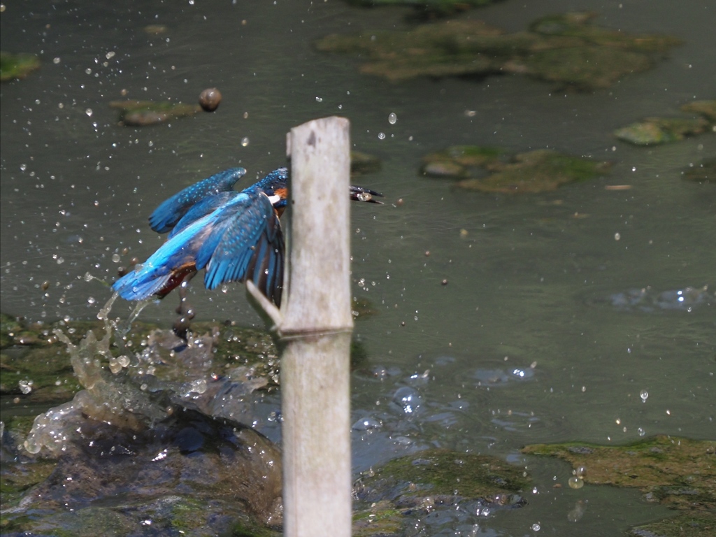 竹杭が無ければ…２