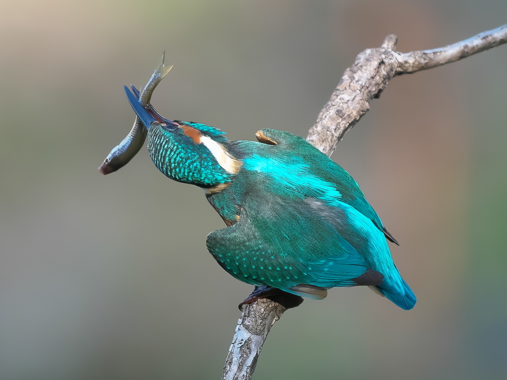 お魚獲れたよ 57-1