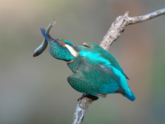 お魚獲れたよ 57-1