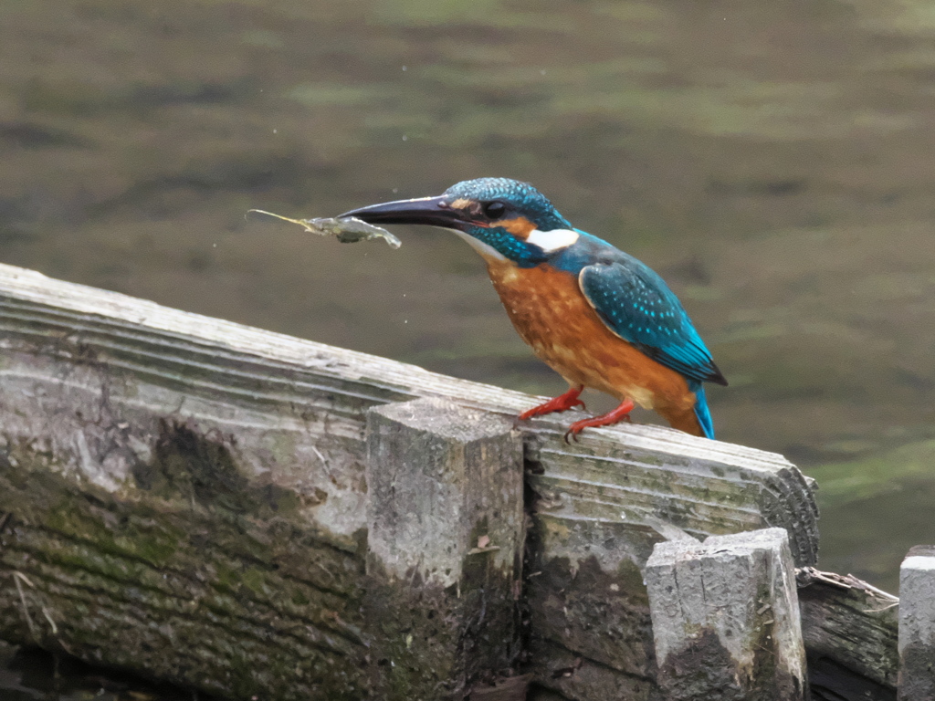 止り木 187（父親）