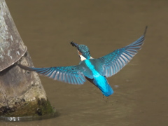 浮上 53-2（子 エビ獲れたよ）