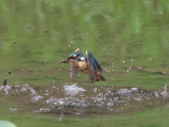 浮上 61-4（父親 エビ獲れたよ）