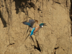 右往左往 1-2（黒い若雄）