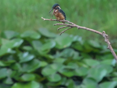 ペリット吐き出し 4-1