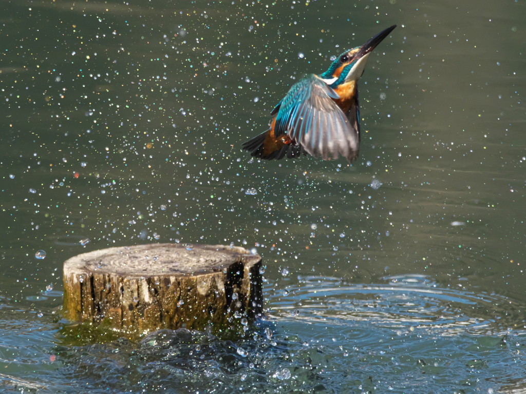 浮上 381-2（父親）