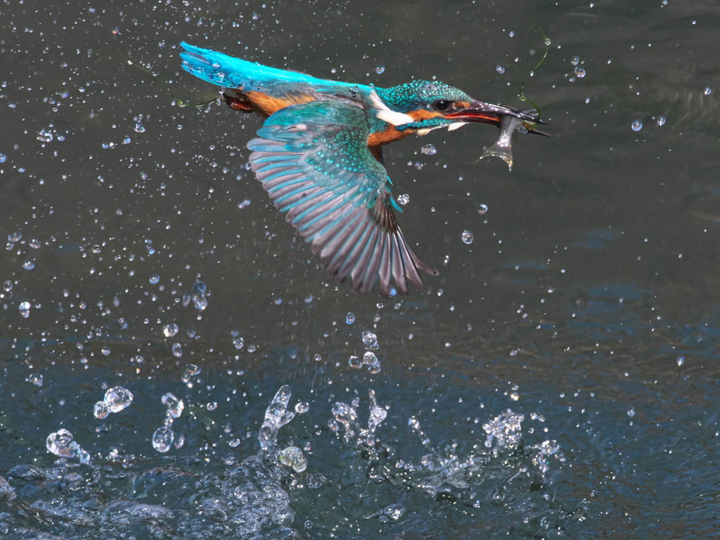 浮上 398-2（父親）