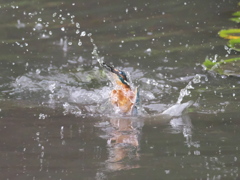 飛び込みシーケンス 17-2（父親と嫁候補のダブル その２）