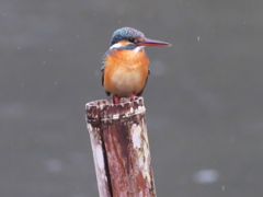 止り木 138（嫁候補）