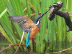 浮上 87（父親）