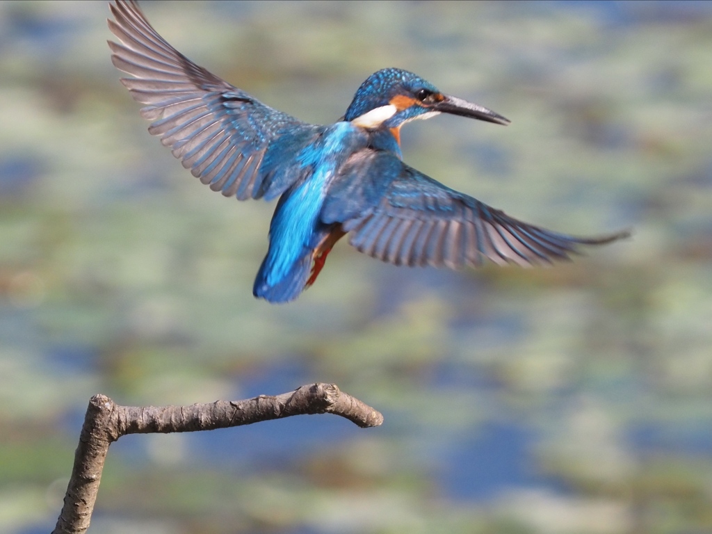 朝日を浴びて 200411-2