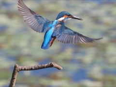 朝日を浴びて 200411-2