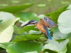 飛び込みシーケンス 6-1（父親）