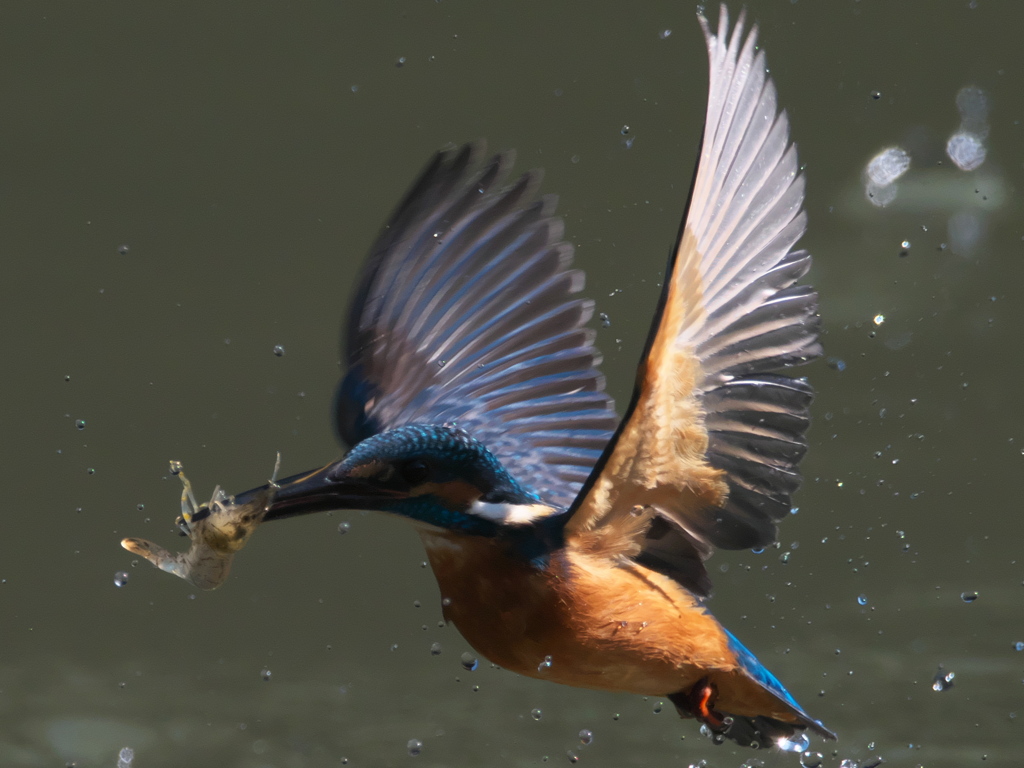 浮上 134-1（父親）