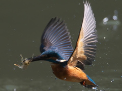 浮上 134-1（父親）