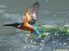 浮上 468-3（父親）