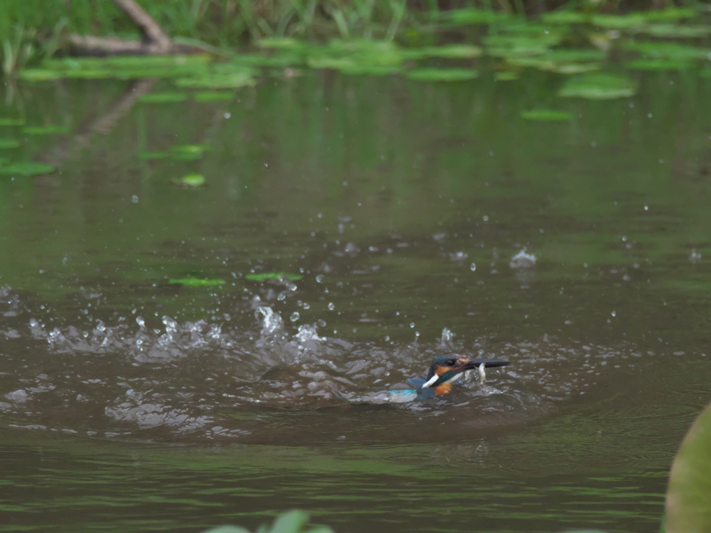 浮上 32-2（父親 お魚獲れたよ）