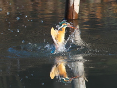 浮上 268（嫁候補）