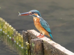 止り木 39（嫁候補）