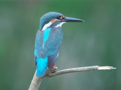 止り木 8（父親）