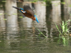 浮上 457（父親）