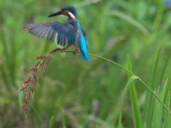 止り木 32（父親）