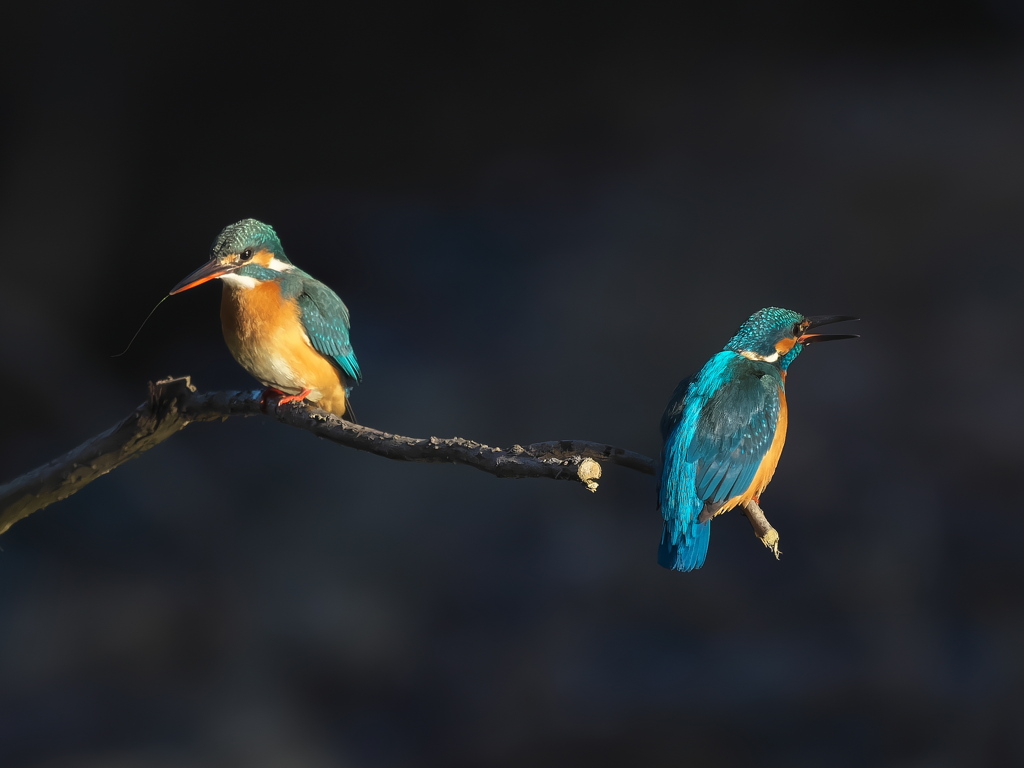 止り木 358（雄と雌）