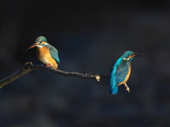 止り木 358（雄と雌）